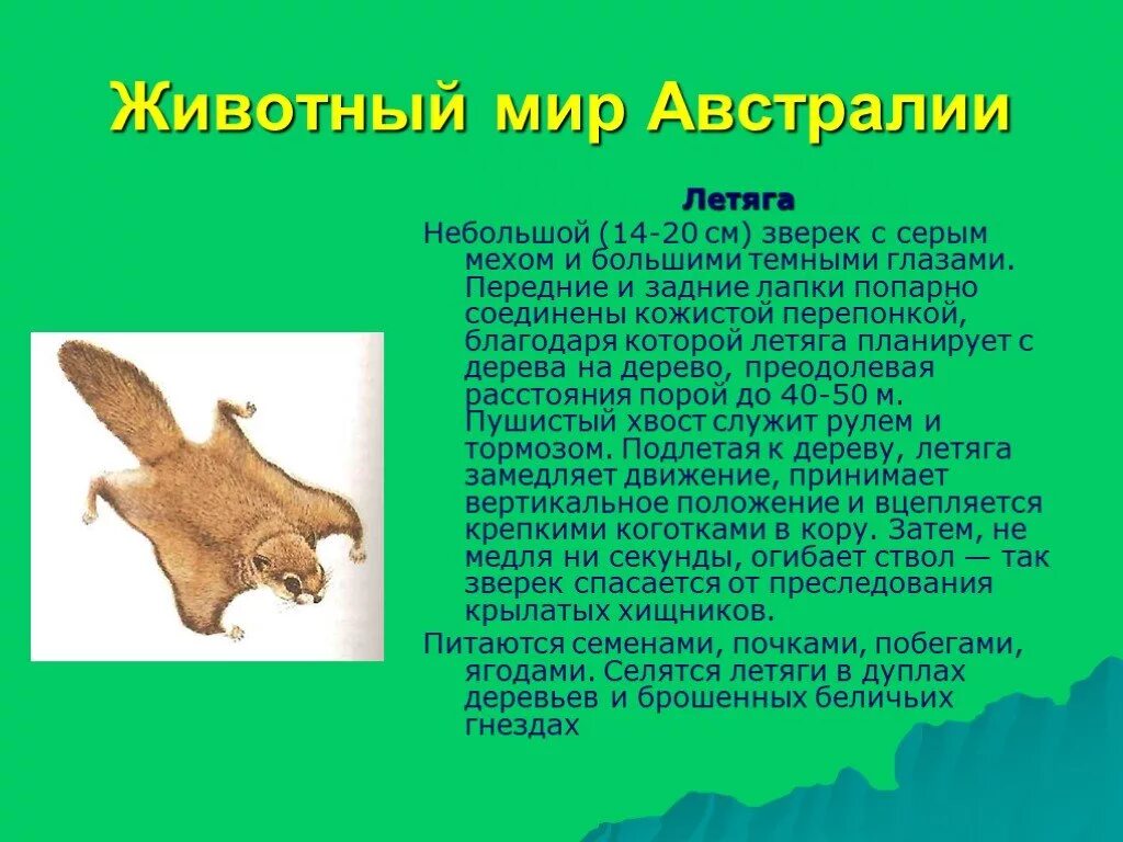 Животные австралии 7 класс кратко. Презентация на тему животные австралии. животный мир австралии слайд. животные мир австралии.