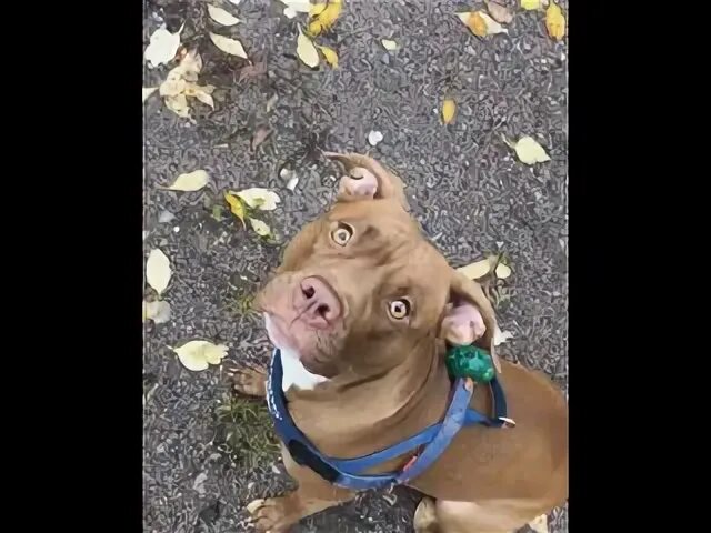 Питбуль команда. Питбуль команда