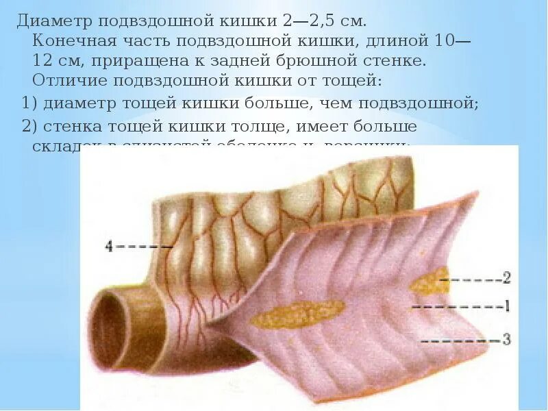 Подвздошная кишка. Тощая и подвздошная кишка анатомия. Тощая кишка строение анатомия. Анатомия кишечника подвздошная кишка. Подвздошная кишка анатомия строение.