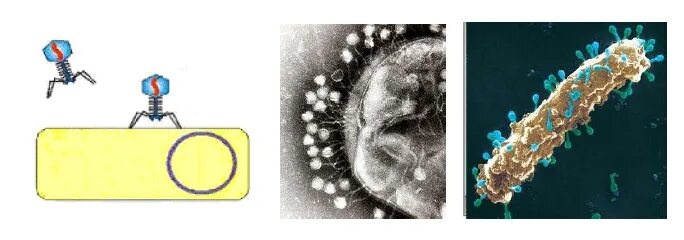 Адсорбция вируса. Адсорбция бактериофага. Адсорбция фага на бактериальной клетке. Клеточная стенка бактериофага.