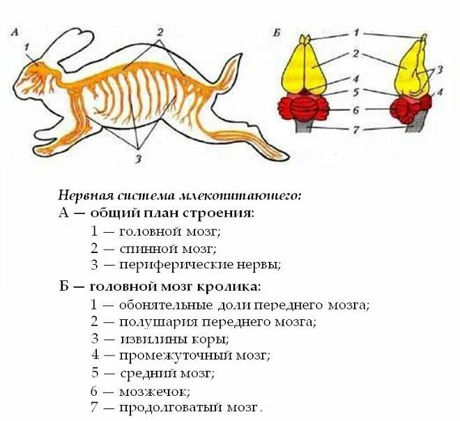 Нервная система млекопитающих характеризуется высокой степенью. Нервная система млекопитающих схема. строение нервной системы млекопитающих. нервная система млекопитающих 7 класс. схема нервной системы млекопитающих 7 класс.