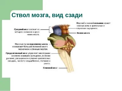 Ствол мозга анатомия