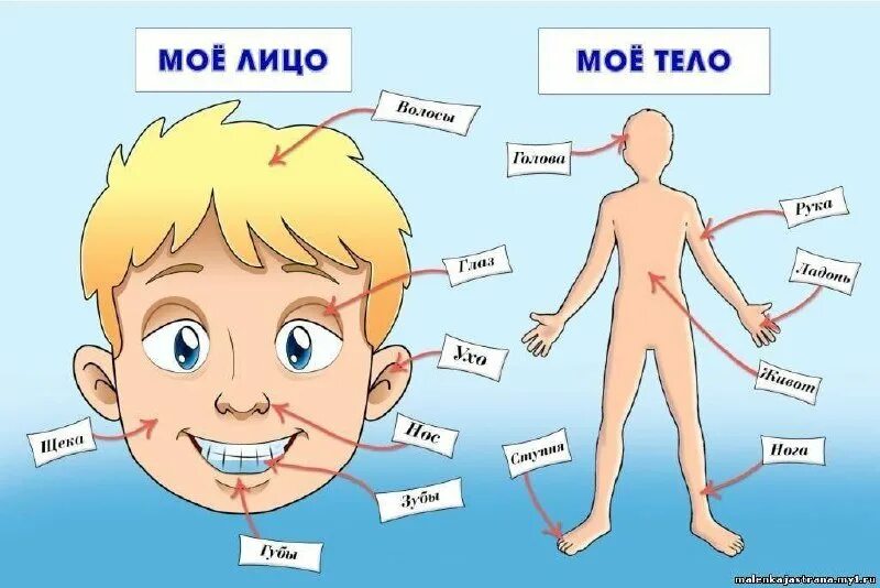 Схема человека для детей. Части тела для детей. Человек части тела для дошкольников. Тело человечка для детей. Части тела человека для детей детсада.