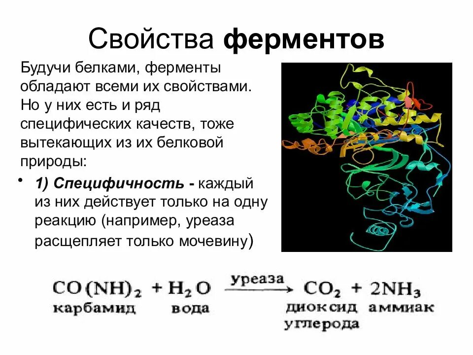 Ферменты. Ферменты и их роль в организме человека. Ферменты и их роль. Ферменты химия кратко.