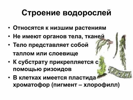 Установите соответствие особенности строения водоросли
