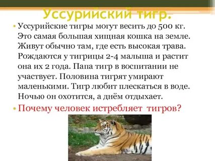 Тигр кратко для детей