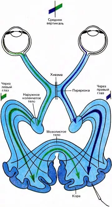 Глаза а мозг видит. Зрение и мозг. Зрение человека и мозг. Глаз мозг зрение.