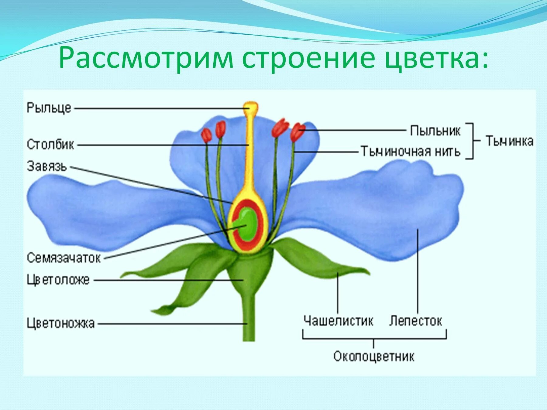 В чем заключается строение. Строение тычинок цветкового растения. органы размножения покрытосеменных растений. цветок орган размножения покрытосеменных растений. тычиночная нить пестик завязь.