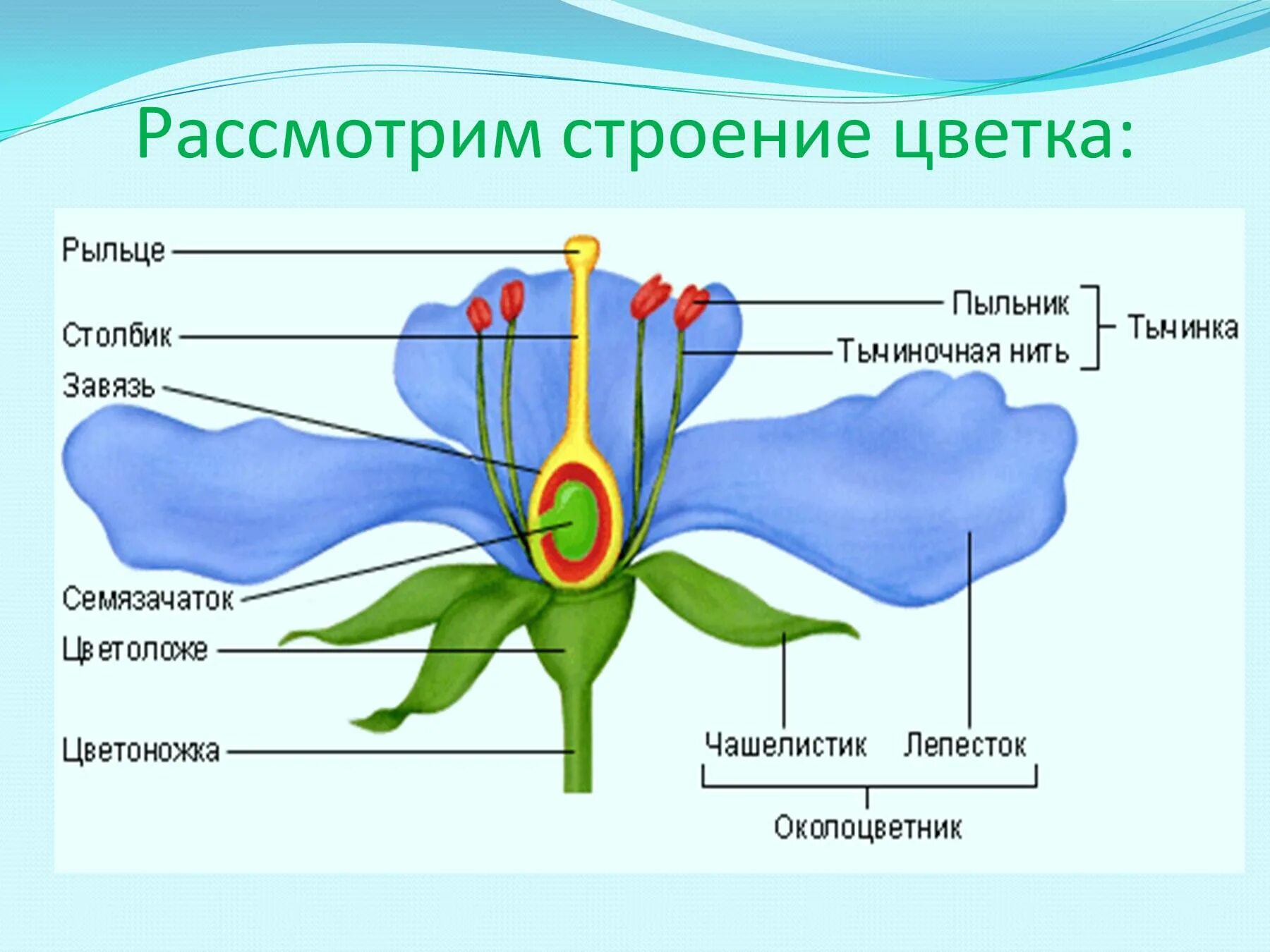 Из каких частей состоит цветок 6