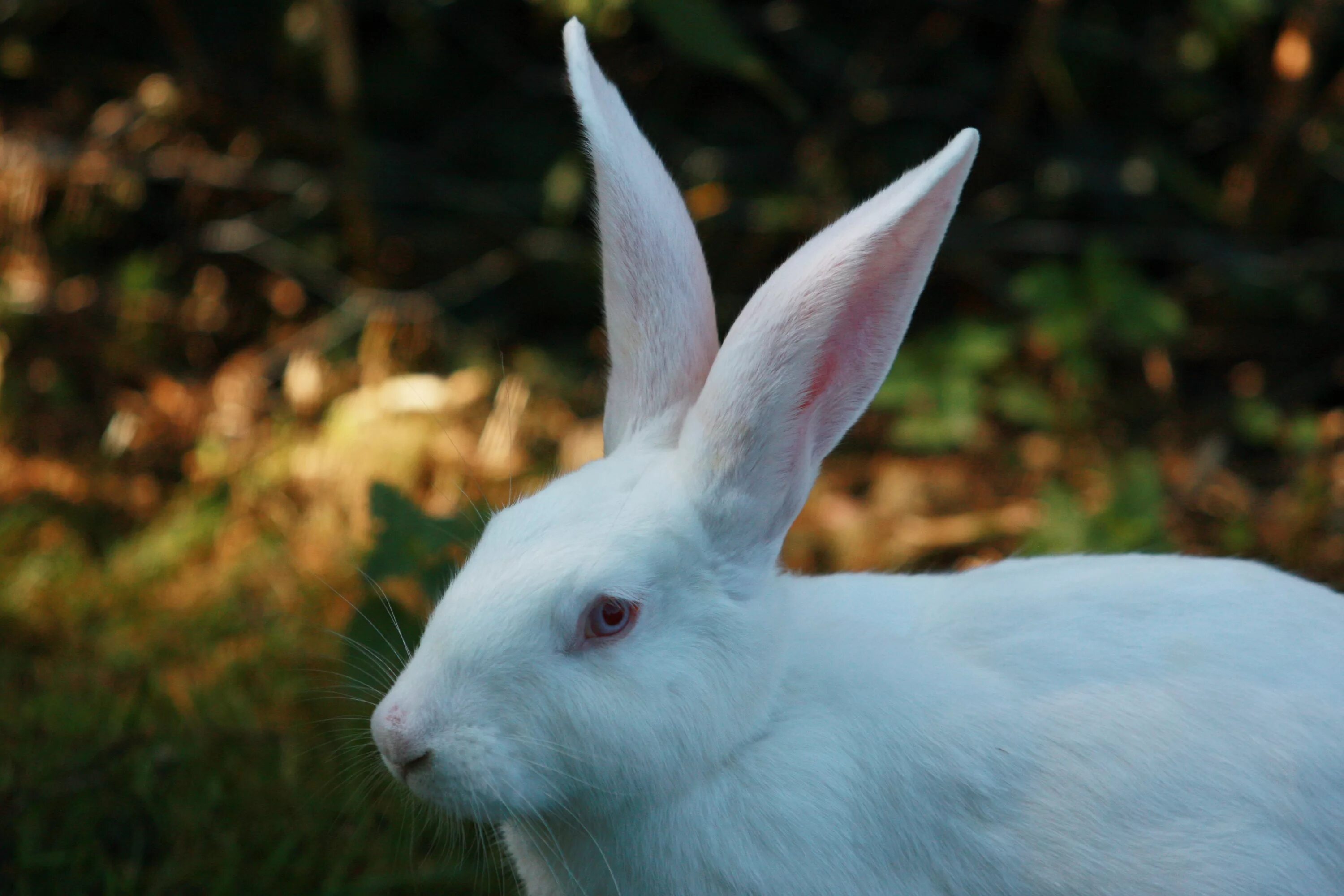 Белый Паннон кролик. Заяц альбинос. Заяц белый. Кролик альбинос фото.