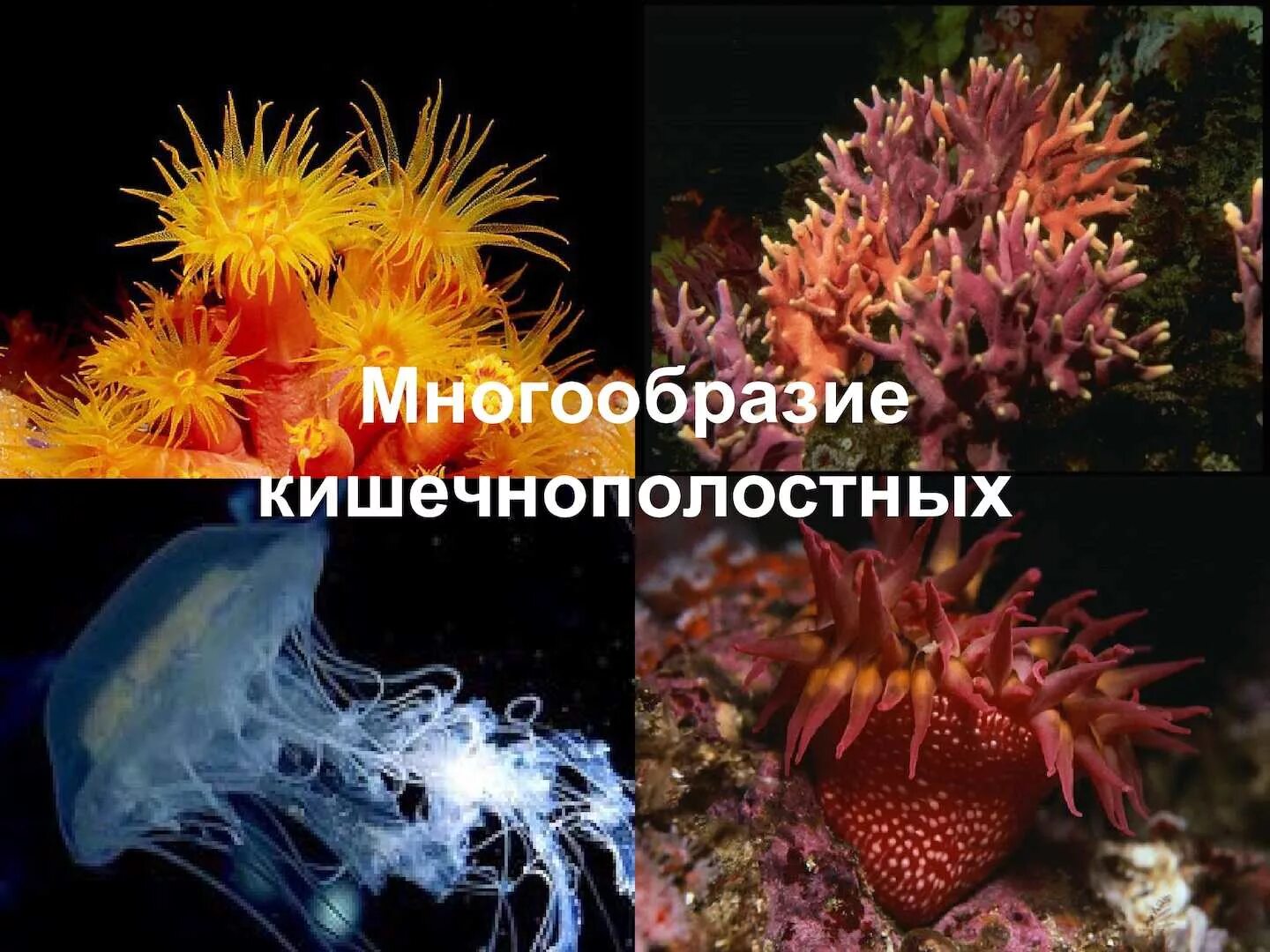 Многообразие кишечнополостных. Шестилучевые коралловые полипы. Разнообразие кишечнополостных. Разнообразие морских кишечнополостных.