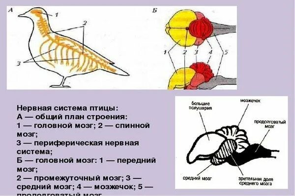 Функции нервной системы у птиц. Строение нервной системы птиц. периферическая нервная система птиц. нервная система птиц схема. нервная система птиц головной мозг.