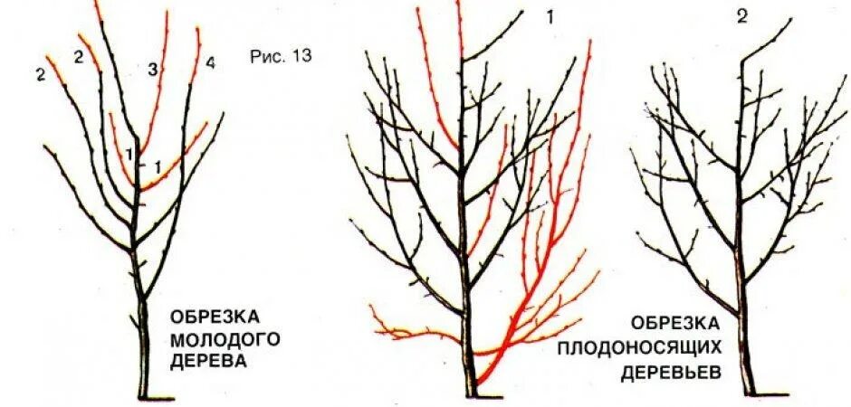 Обрезают ли сливу