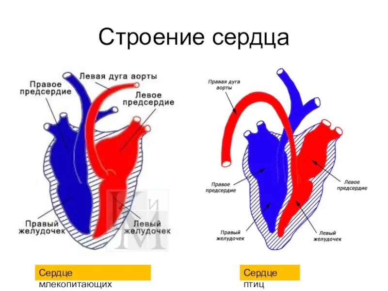 У млекопитающих левая дуга аорты отходит. У млекопитающих левая дуга аорты отходит