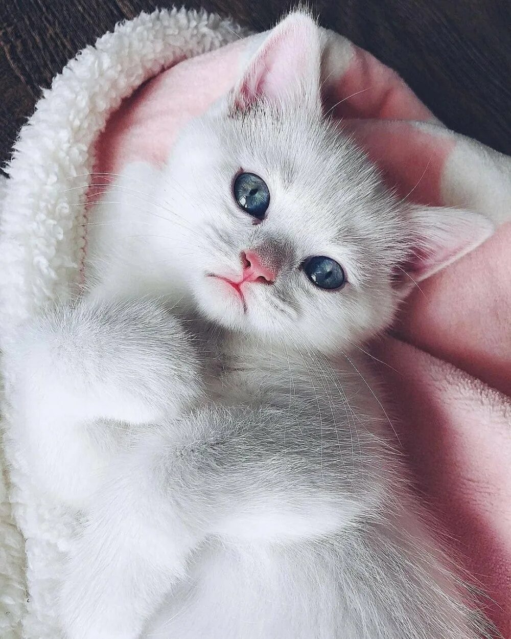 Какие котенки