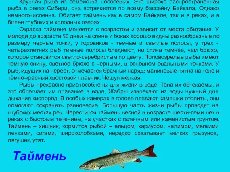 Таймень рыба описание. Сообщение о рыбе Таймень. Таймень краткое описание. Рыбы Байкала Таймень. Таймень красная книга