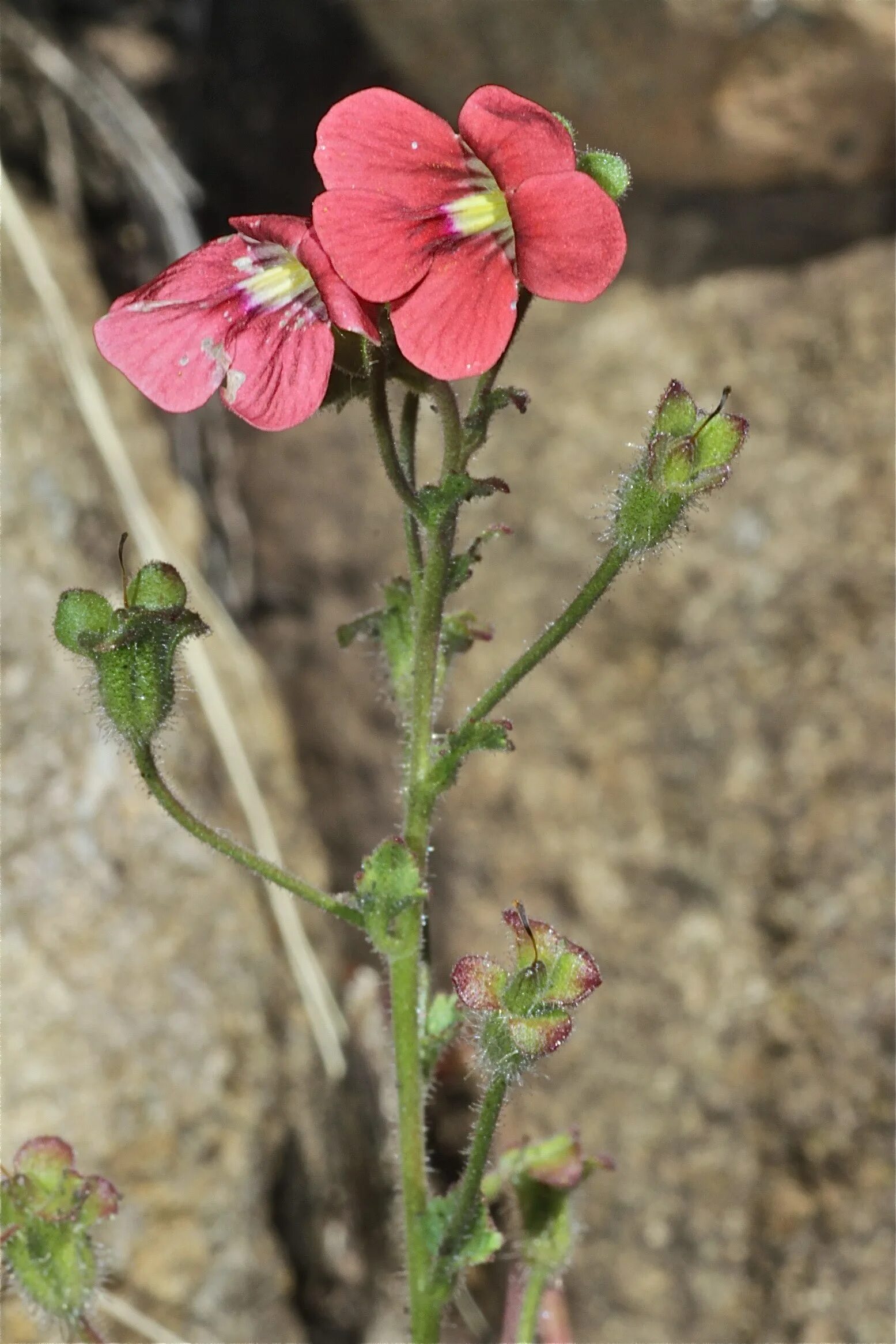 Hessea breviflora. Jamesbrittenia. Джеймсбриттения цветок. Джеймсбриттения фото.