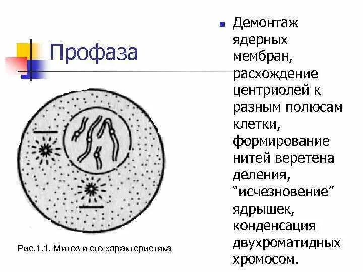 Расхождение центриолей к полюсам клетки происходит. Профаза расхождение центриолей. Профаза демонтаж ядерных мембран. Центриолей к полюсам клетки. Центриоли в профазе митоза.