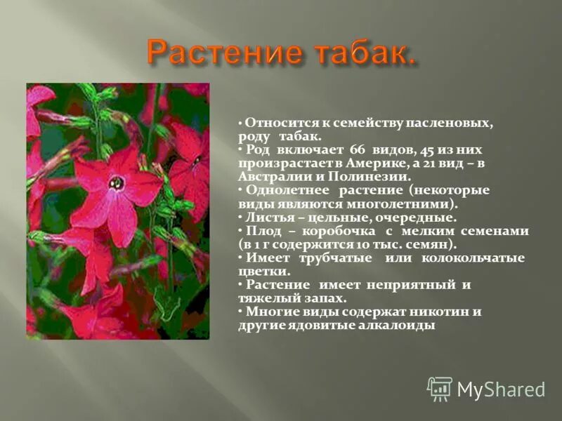 сообщение о растениях переселенцах. к растениям переселенцам с других материков относят. к растениям переселенцам с других материков относят. сообщение о растениях переселенцах. растение семейства пасленовых табак.