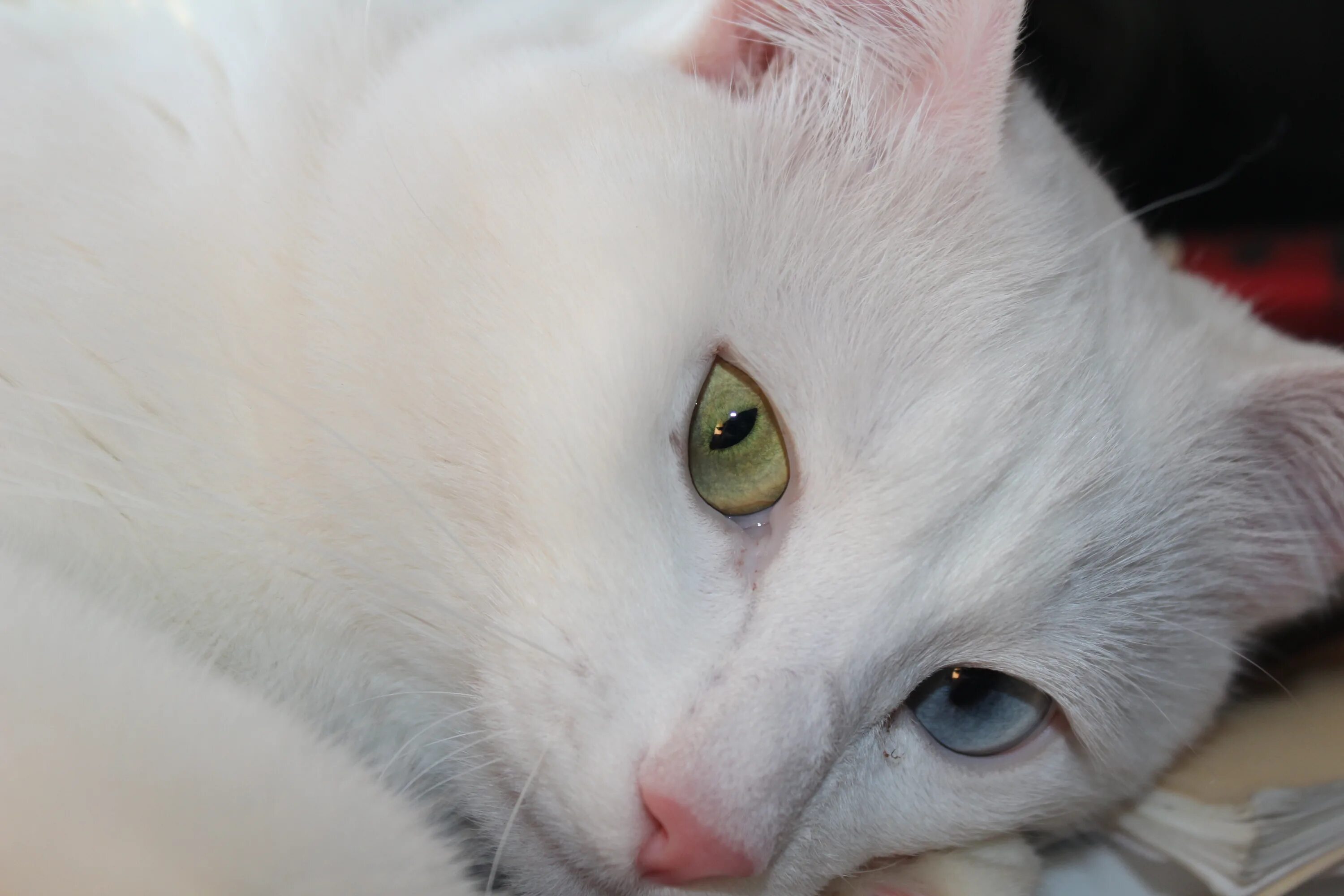 Белая кошка с красными глазами. Белые коты с красными глазами. Злой белый кот. Злая белая кошка. Музыка белая кошка