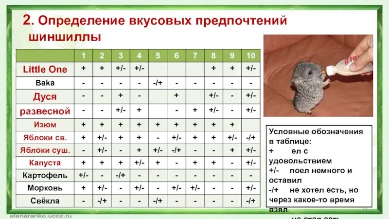 Чем можно кормить шиншиллу