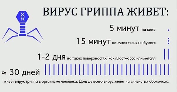 Сколько часов вирус. Грипп устойчивость. сколько живет вирус гриппа на предметах. сколько коронавирус живет на поверхностях. стойкость гриппа.