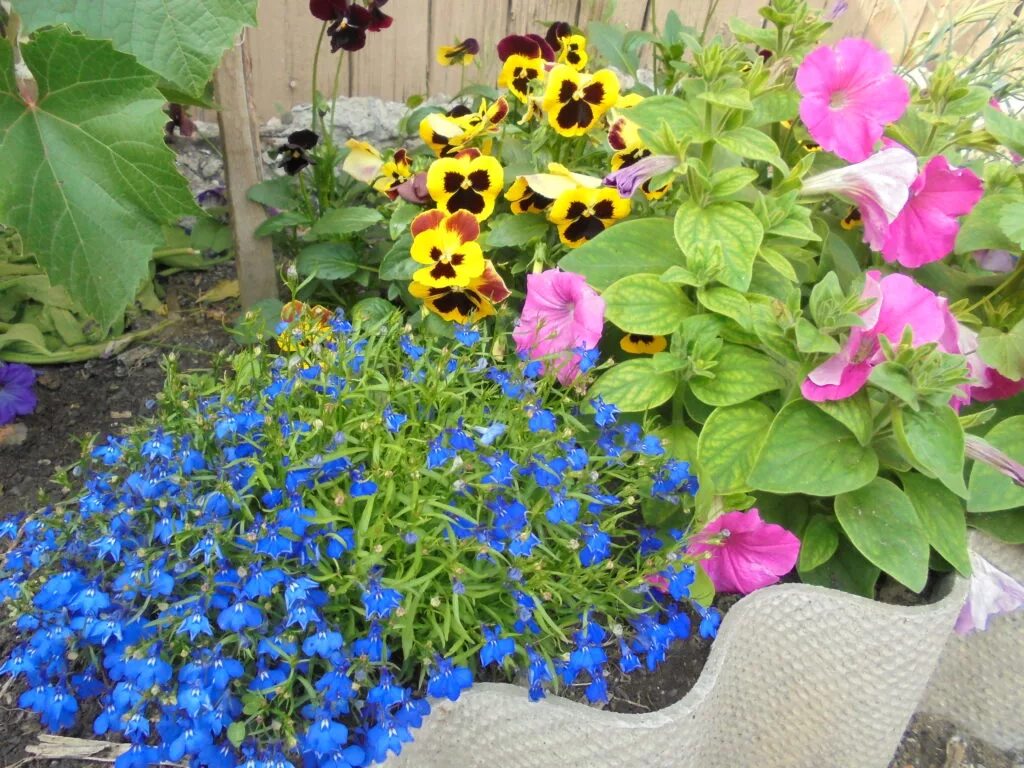 Лобелия лиловая. Лобелия пурпурная многолетняя. Лобелия выращивание в открытом. Лобелия ампельная. Кампанула пожарского портеншлага.