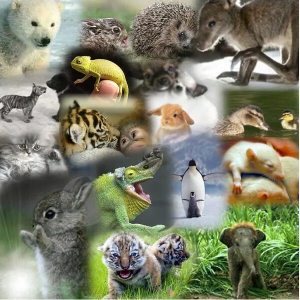 Жизнь животных в разное время. Млекопитающие коллаж. Картинки коллаж из животных. Дикие животные коллаж.