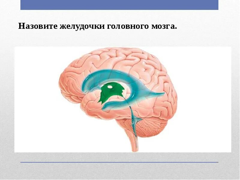 Правый желудочек головного. Расширение 4 желудочка головного мозга. Схема полостей головного мозга. Третий желудочек головного мозга строение. Строение боковых желудочков головного мозга.