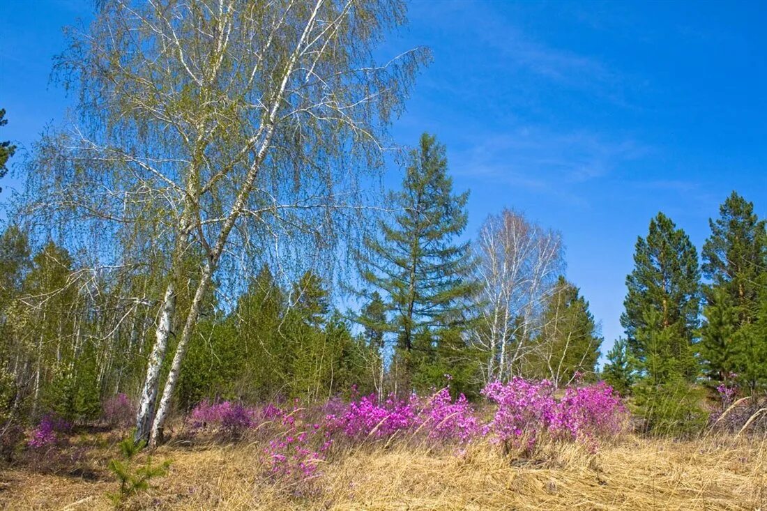 Природа Забайкальского края багульник. Багульник в Забайкалье. Багульник Леснянский. Песня где то багульник