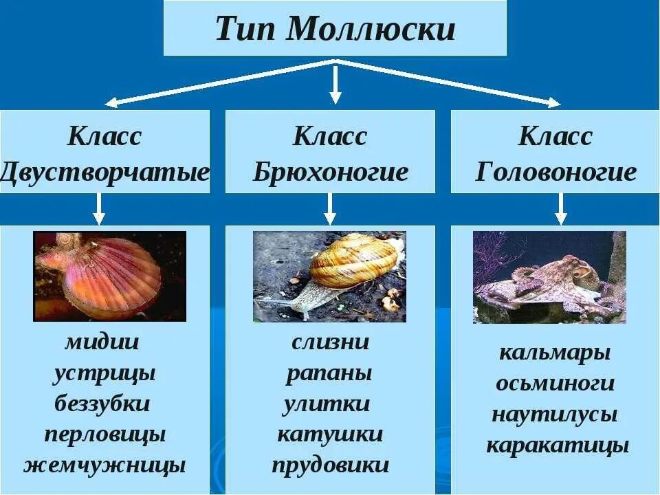 Класс головоногие симметрия. Моллюски брюхоногие двустворчатые представители. тип моллюски класс брюхоногие и класс двустворчатые моллюски. тип моллюски класс брюхоногие представители. строение раковины класс двустворчатые.