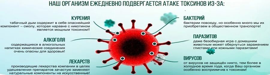 Печень обезвреживает токсины. Предшественники токсинов. Накопление жира в печени. Предшественники токсинов. Токсины в организме.