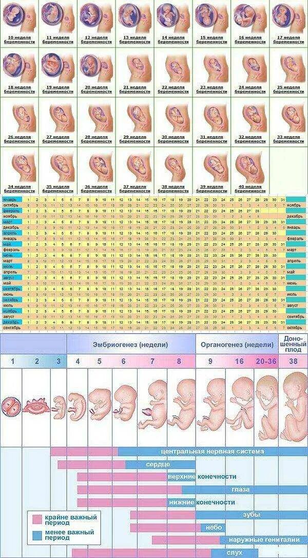 Таблица беременности и развитие ребенка. Календарь беременности по неделям плод. Период развития эмбриона и плода по неделям. Формирование плода по месяцам беременности таблица. До скольки недель можно заниматься