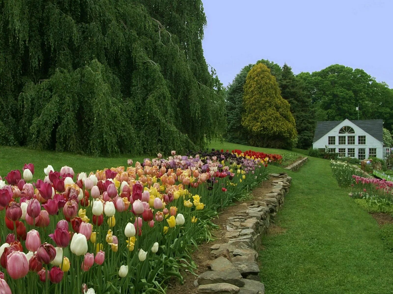 В саду под 4. Тюльпаны в саду. Сад цветов. Тюльпаны в ландшафтном дизайне. Тюльпаны в саду на даче.