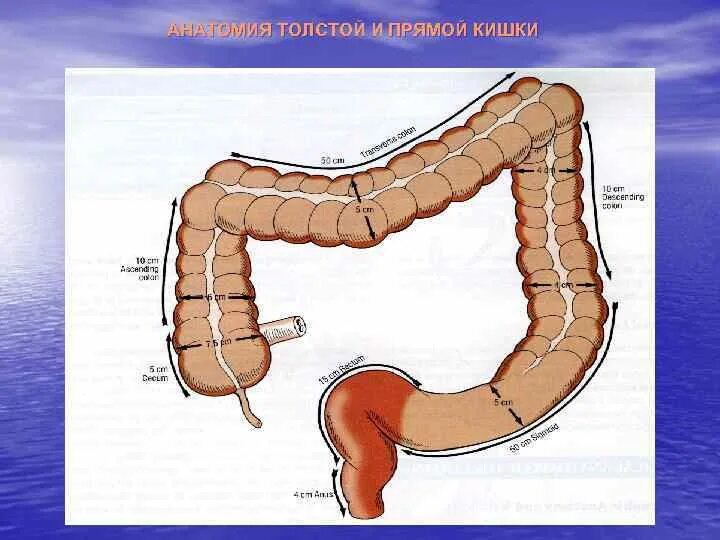 Схема строения прямой кишки. Длина прямой кишки у человека. Какой длины толстая кишка