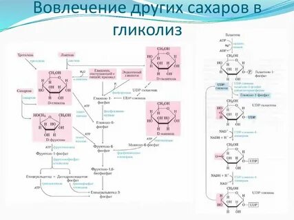 Обмен фруктозы и галактозы