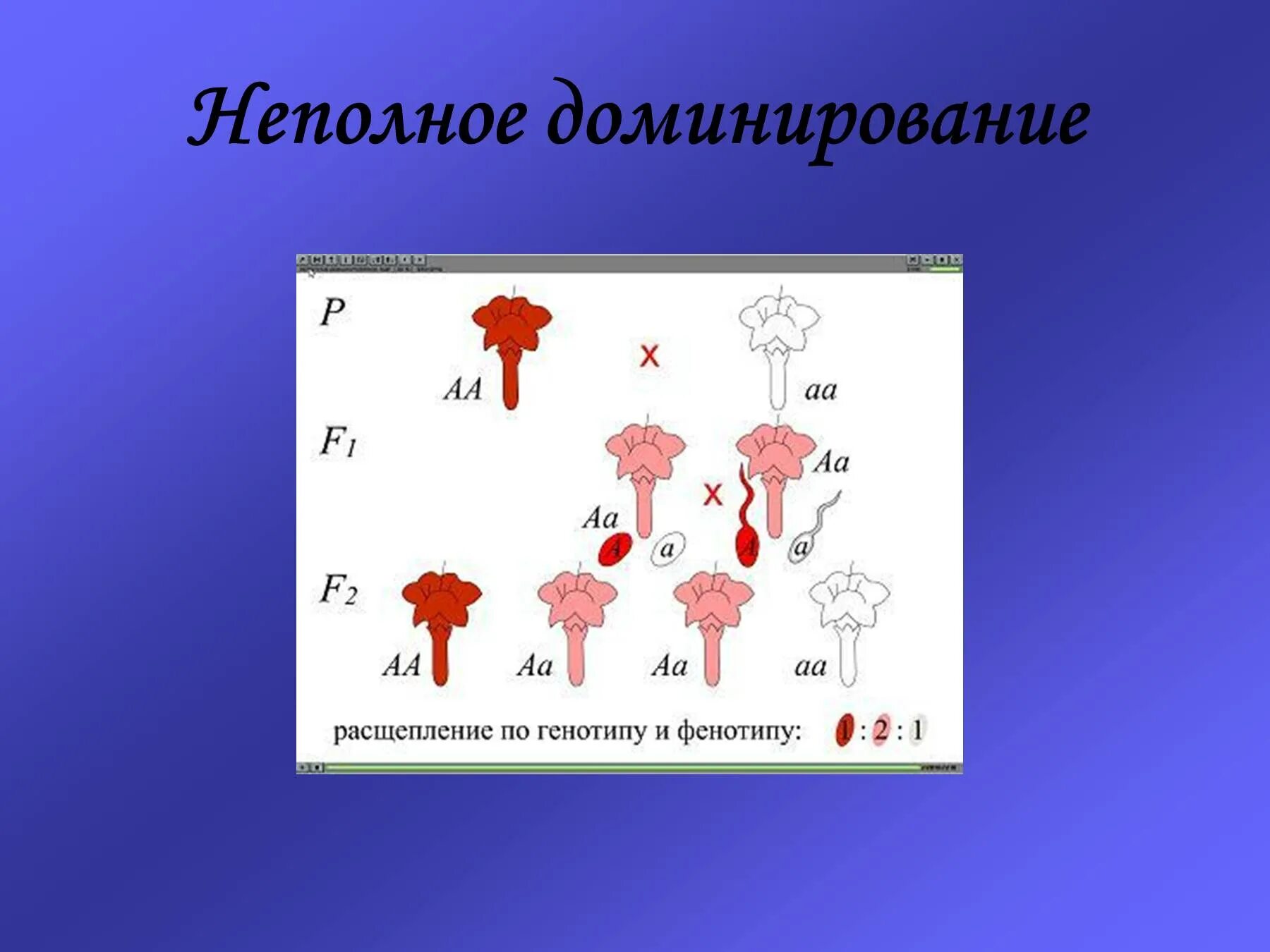 Полное доминирование расщепление по генотипу. Неполное доминирование. Неполное доминирование генотип. Неполное доминирование расщепление. Закон неполного доминирования Менделя.