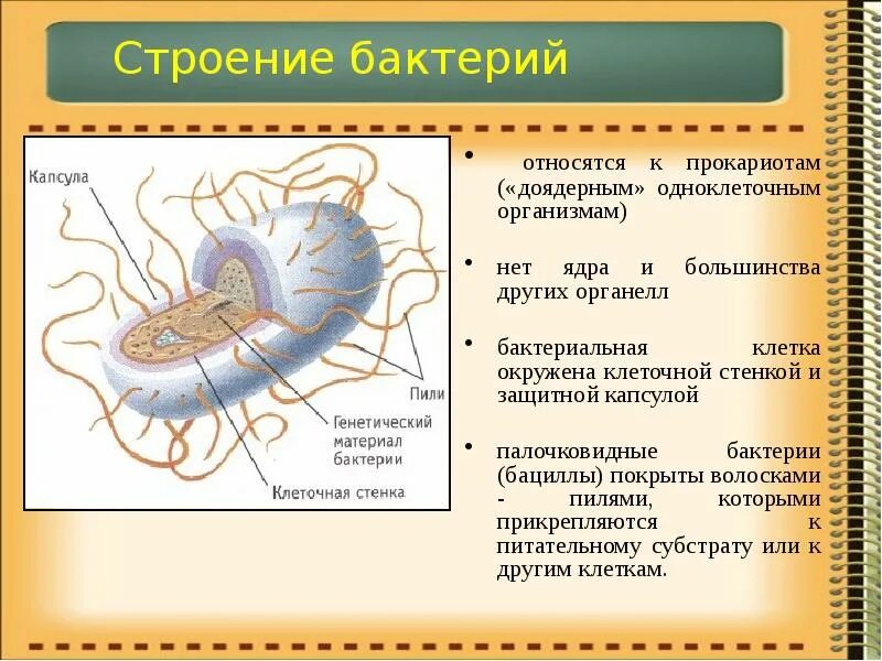 Организм являющийся прокариотам. Строение бактерии. Клетка бактерии. Органоиды бактериальной клетки. Органеллы бактериальной клетки.