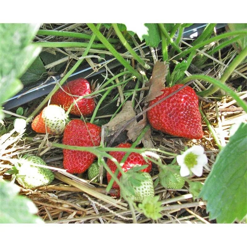 Клубника аромас ремонтантная. Клубника ремонтантная остара. Земляника ремонтантная крупноплодная. Вкусный сорт ремонтантной клубники. Вкусный сорт ремонтантной клубники.