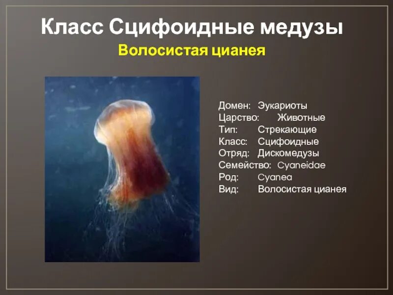 Гидроидные медузы. Тип кишечнополостные сцифоидные. Образ жизни кишечнополостных. Царство тип класс отряд вид медузы. Медуза тип класс.