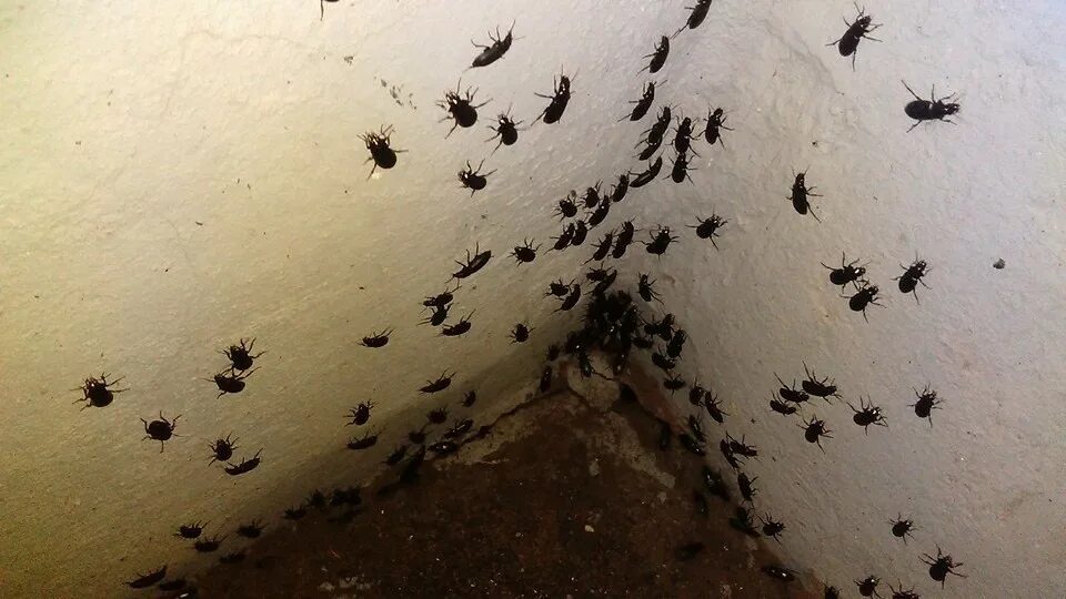 Жуки нападают. Жук в муравейнике. Черноголовая шпанка жук. Нашествие клопов вонючек. Жуки атакуют.