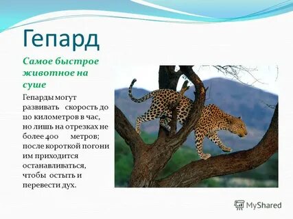 Самое быстрое животное на суше