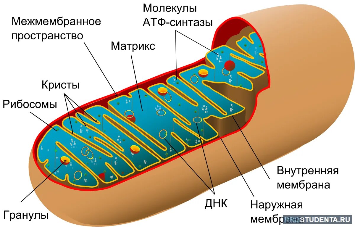 Строение митохондрии. Органелла клетки митохондрия. Схема строения митохондрии. Строение матрикса митохондрий.