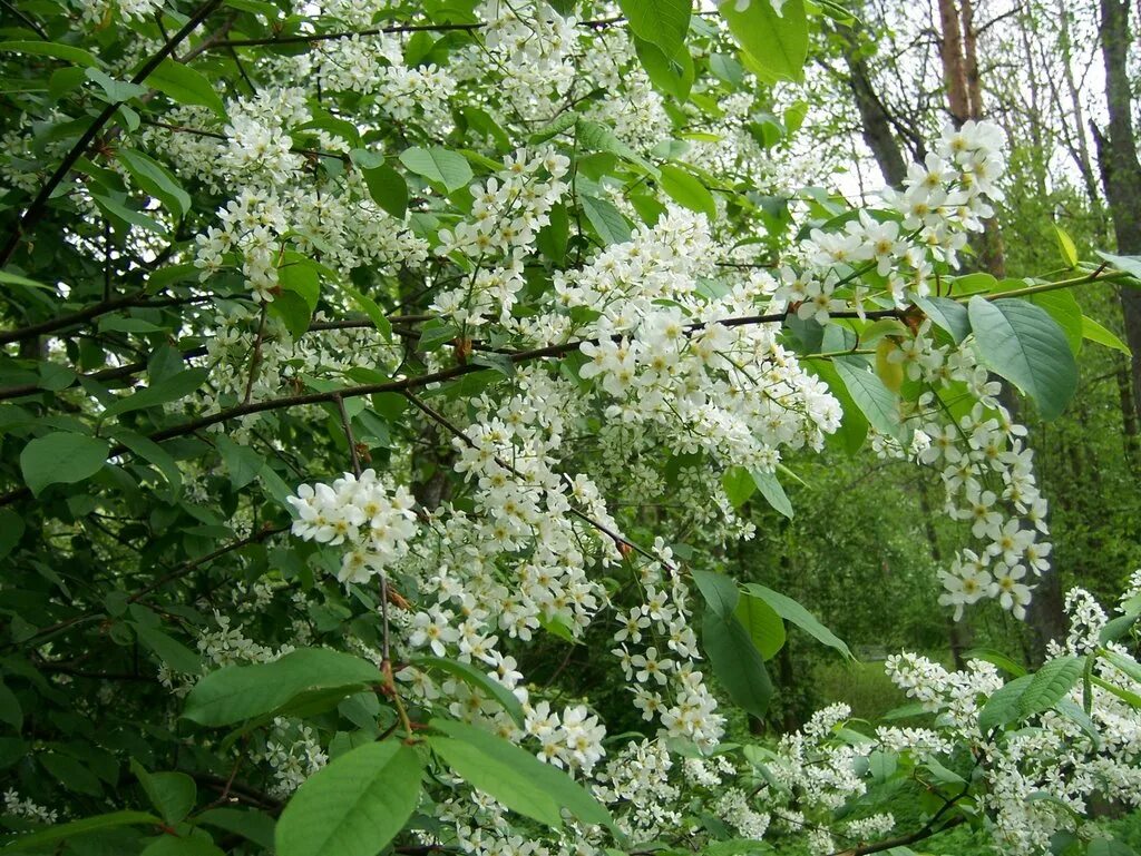 Белая черемушка. Черемушка. Черемушка фото. Черемушка дерево. Цветет черёмуха вид с беседки.