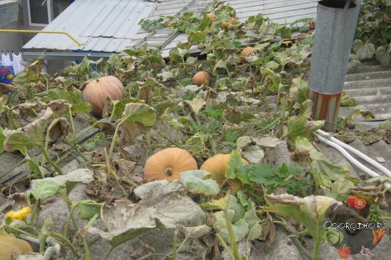 Тыква побеги. Тыквы растут на грядке ширина которой 1м. Поле с тыквами. Стебель тыквы. Сорта гигантских тыкв.