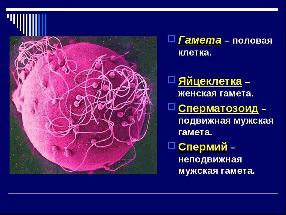 Гаметы млекопитающих. Гамета это. половые клетки биология. гаметы это клетки. гамета это в биологии.