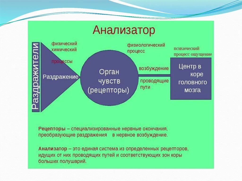 Включи ощущение. Ощущение строение анализатора. Схема работы анализатора. Раздражители анализаторов. Анализатор это в психологии.