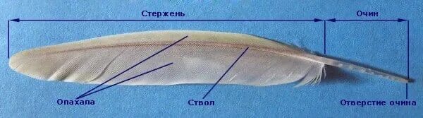 Строение пера волнистого попугайчика. Перо птицы строение. Строение птичьего пера. Гусиное маховое перо. Стержень пера птицы