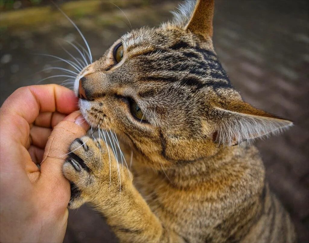 Кошка кусается причины. Кусачая кошка. Царапучий кот. Кот кусается. Котики которые царапаются.