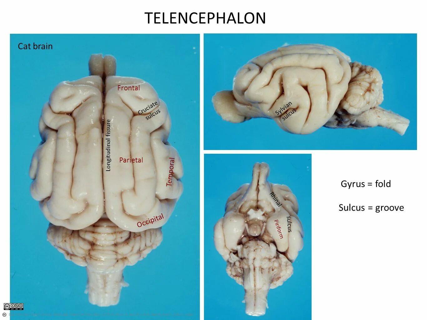 Мозг кошки. Головной мозг кошки анатомия. Telencephalon анатомия.